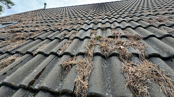 czyszczenie dachów i rynien