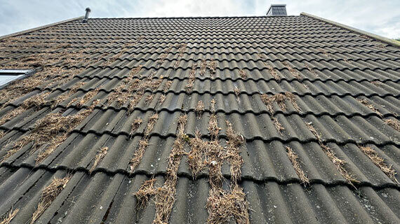 Usuwanie zabrudzeń i ochrona dachu