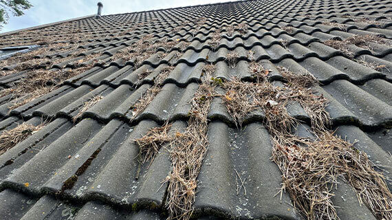 Usuwanie zabrudzeń z dachu przed po